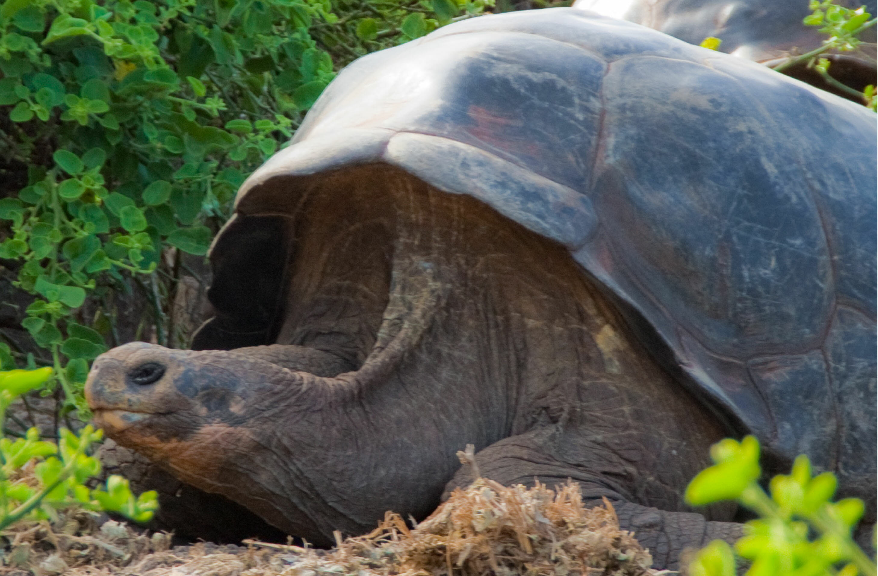 tortoise dating website advert The experienced tortoise protection group tortoise rescue / rehoming / adoption service, where we look to find a sanctuary for life for your tortoise in a new caring home. tortoise dating website advert The experienced tortoise protection group tortoise rescue / rehoming / adoption service, where we look to find a sanctuary for life for your tortoise in a new caring home.