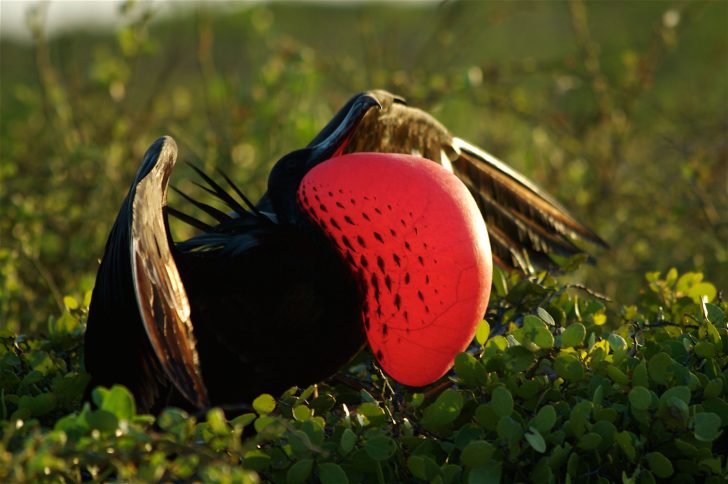 Galapagos Islands Travel